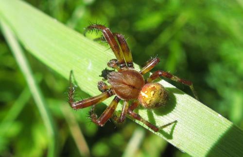 Réf. 41 230 : Araneus quadratus