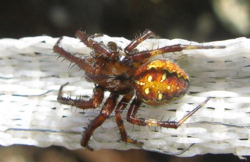 Araneus quadratus
