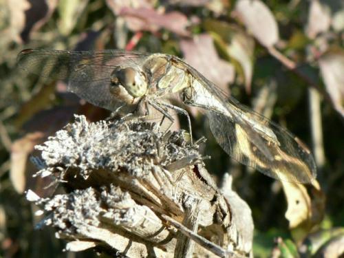 Sympetrum striolatum