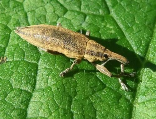 Réf. 41 580 : Lixus iridis