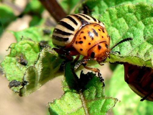 Réf. 41 600 : Leptinotarsa decemlineata