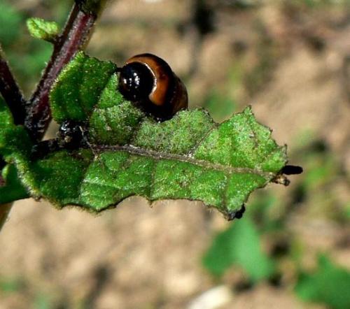 Réf. 41 602 : Leptinotarsa decemlineata