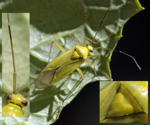 Réf. 41 701 : Calocoris alpestris