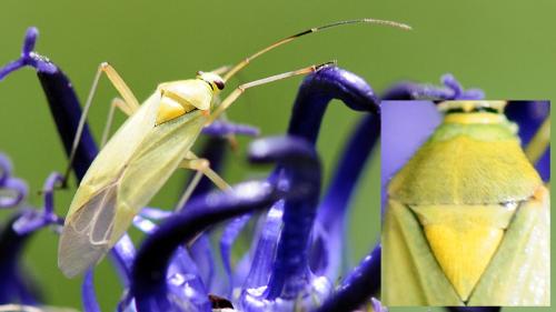 Réf. 41 700 : Calocoris alpestris