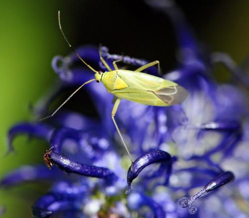Réf. 41 699 : Calocoris alpestris