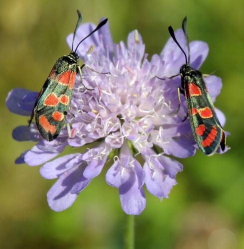 Zygaena carniolica