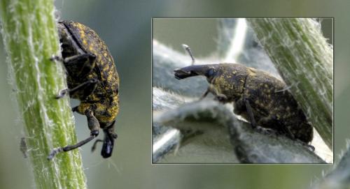 Réf. 41 503 : Larinus sturnus