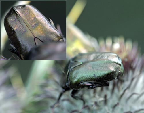 Réf. 41 506 : Potosia cuprea