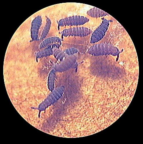 Hypogastrura sp.