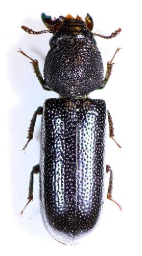 Réf. 41 120 : Stephanopachys linearis