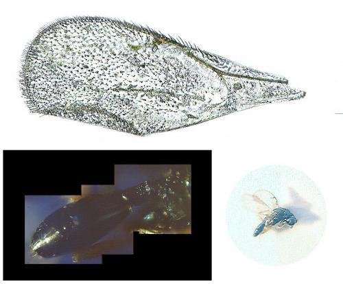 Réf. 41 333 : Asaphes sp.