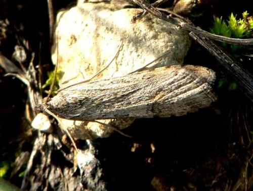 Nomophila noctuella