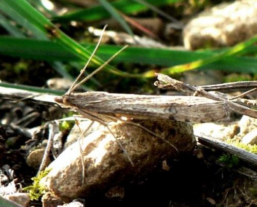 Nomophila noctuella
