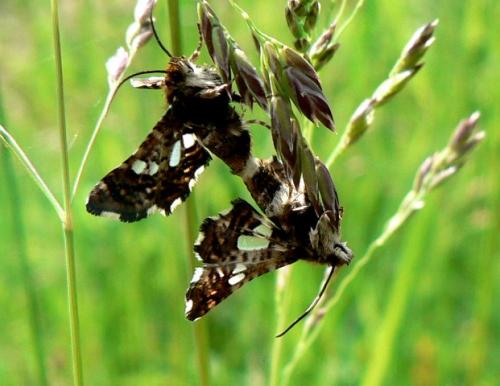 Thyris fenestrella
