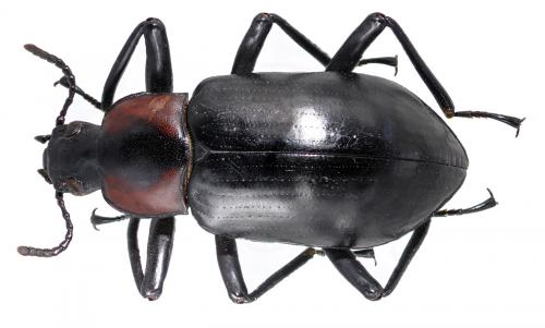 Réf. 41 381 : Taraxides laevigatus