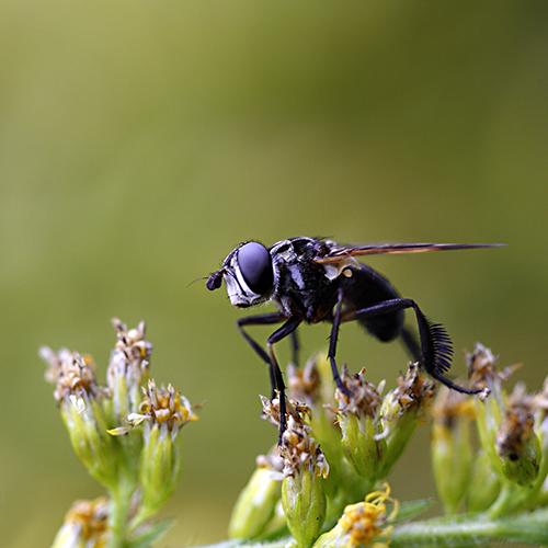 Trichopoda pictipennis