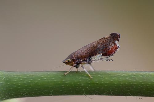 Fieberiella florii