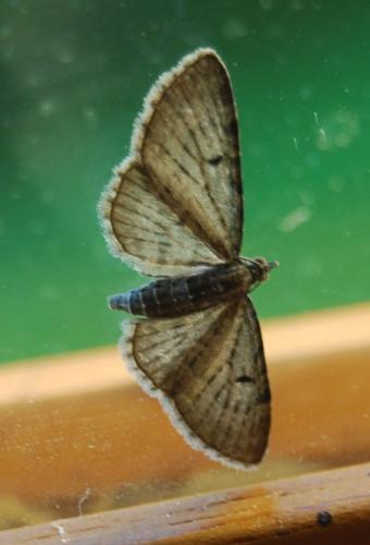 Eupithecia sp.