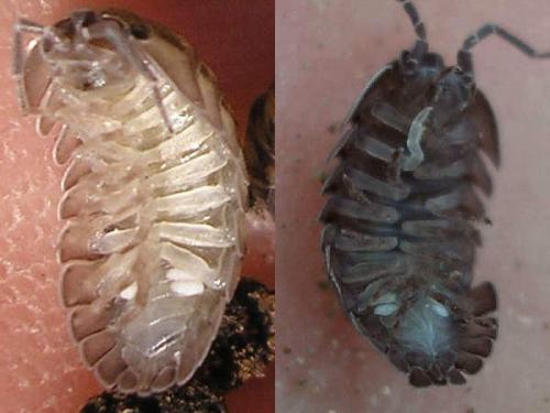 Réf. 41 903 : Armadillidium nasatum