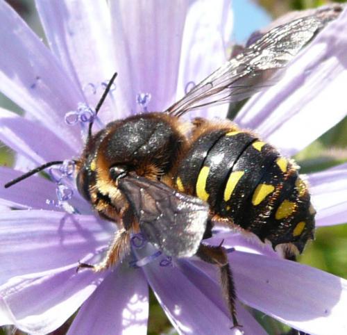 Anthidium septemspinosum