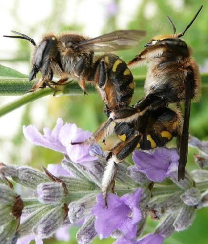 Anthidium septemspinosum