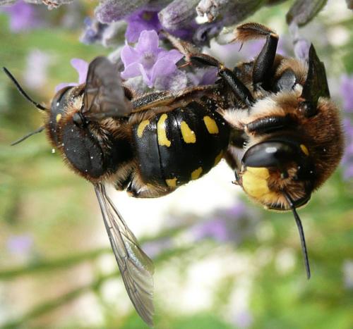 Anthidium septemspinosum