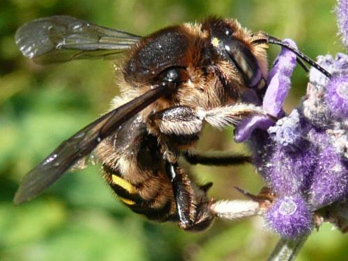 Anthidium septemspinosum
