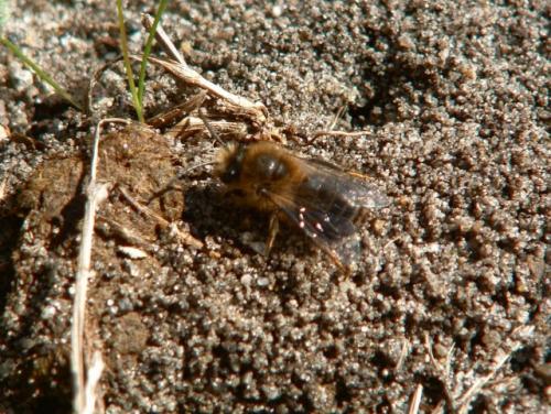Colletes cunicularius
