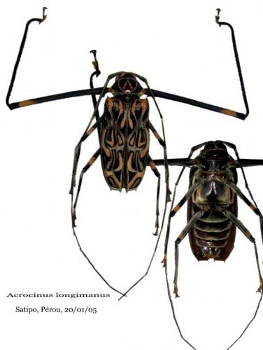 Réf. 41 960 : Acrocinus longimanus