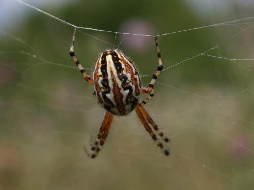 Réf. 41 118 : Aculepeira armida
