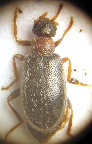 Réf. 41 096 : Anidorus nigrinus