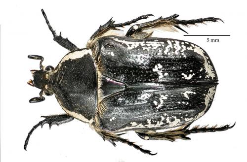 Aethiessa floralis