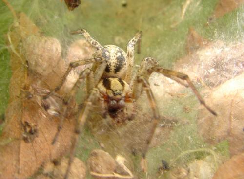 Agelena sp.