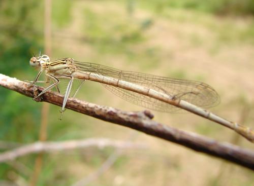 Platycnemis pennipes