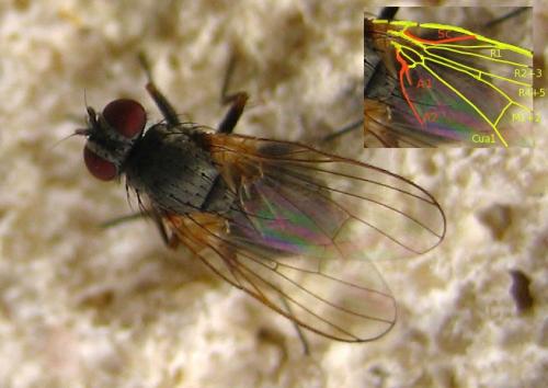 Fannia sp.