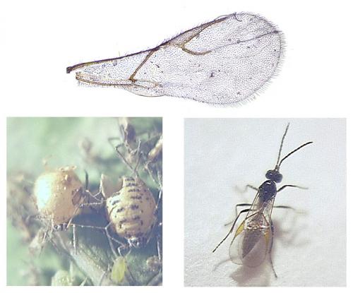 Diaeretiella rapae