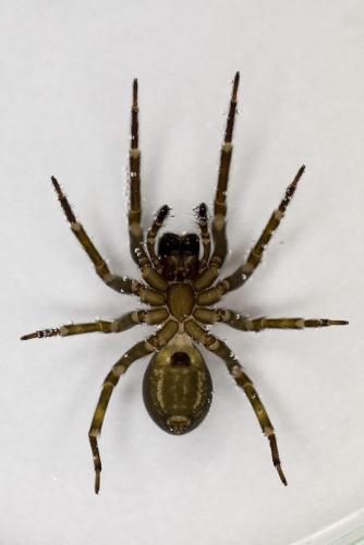 Amaurobius ferox