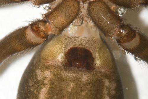 Amaurobius ferox