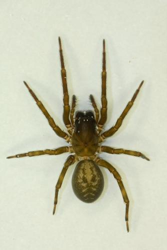 Amaurobius ferox