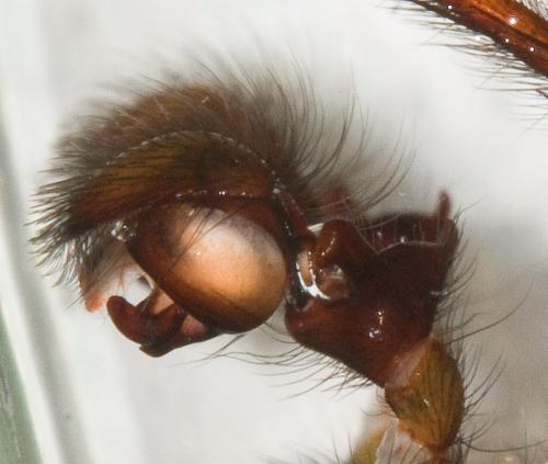 Réf. 41 931 : Amaurobius ferox