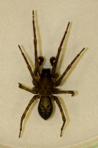 Réf. 41 930 : Amaurobius ferox