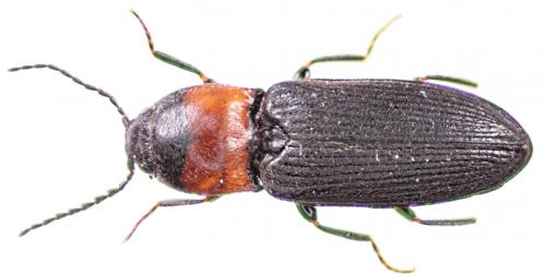 Cardiophorus ruficollis