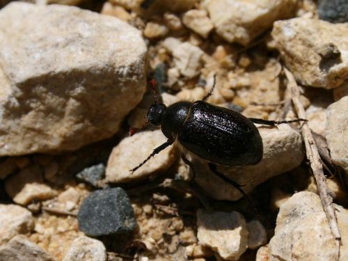 Amphimallon atrum