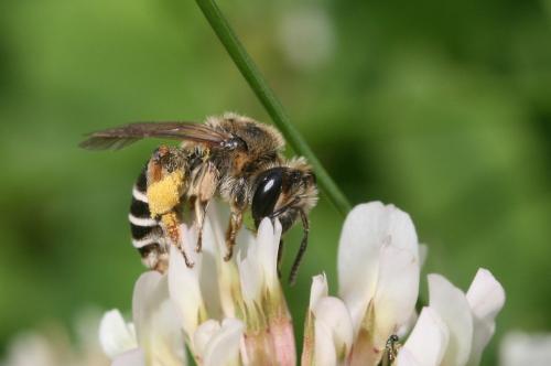 Andrena sp.