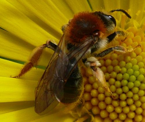 Andrena haemorrhoa