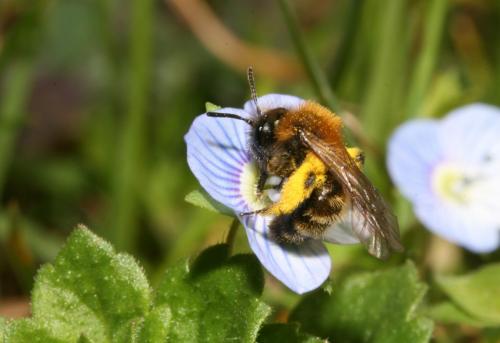 Réf. 41 163 : Andrena bicolor