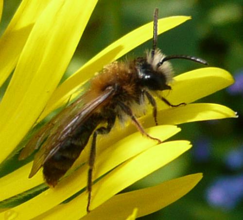 Andrena nitida