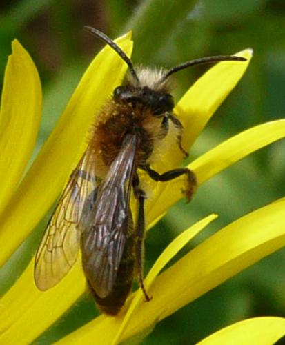 Andrena nitida