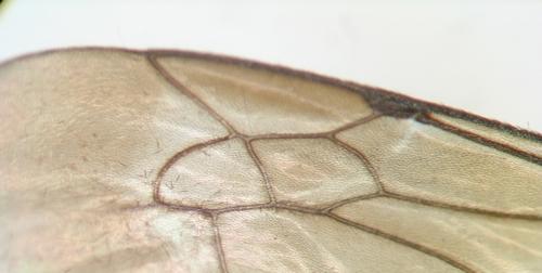 Anoplius nigerrimus
