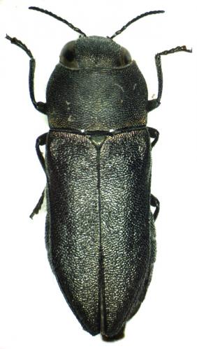 Réf. 41 538 : Anthaxia confusa baudii